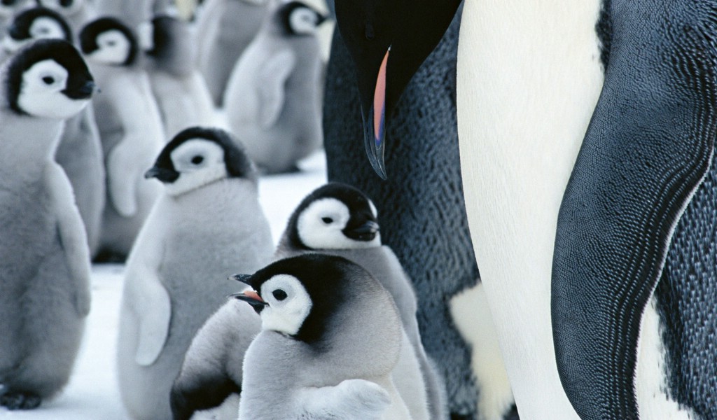 壁纸1024x600企鹅写真 1 20壁纸 分类动物 企鹅写真 第一辑壁纸 分类动物 企鹅写真 第一辑图片 分类动物 企鹅写真 第一辑素材 动物壁纸 动物图库 动物图片素材桌面壁纸