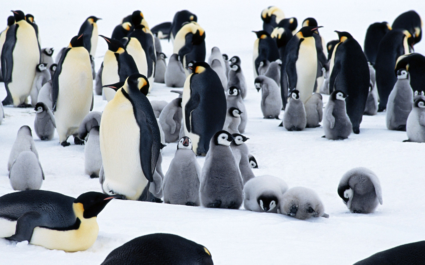 壁纸1440x900企鹅写真 1 2壁纸 分类动物 企鹅写真 第一辑壁纸 分类动物 企鹅写真 第一辑图片 分类动物 企鹅写真 第一辑素材 动物壁纸 动物图库 动物图片素材桌面壁纸