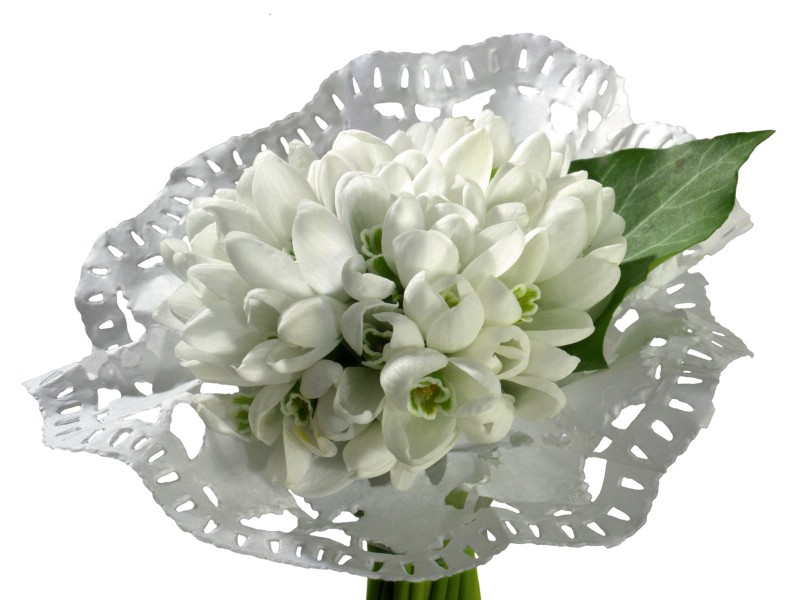 壁纸800x600白色花朵 2 8壁纸 白色花朵壁纸 白色花朵图片 白色花朵素材 花卉壁纸 花卉图库 花卉图片素材桌面壁纸