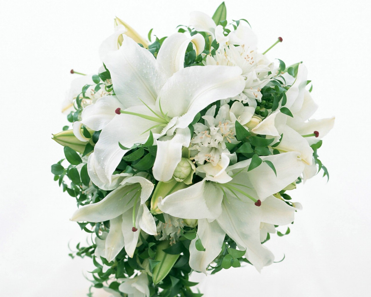 壁纸1280x1024白色花朵 2 5壁纸 白色花朵壁纸 白色花朵图片 白色花朵素材 花卉壁纸 花卉图库 花卉图片素材桌面壁纸