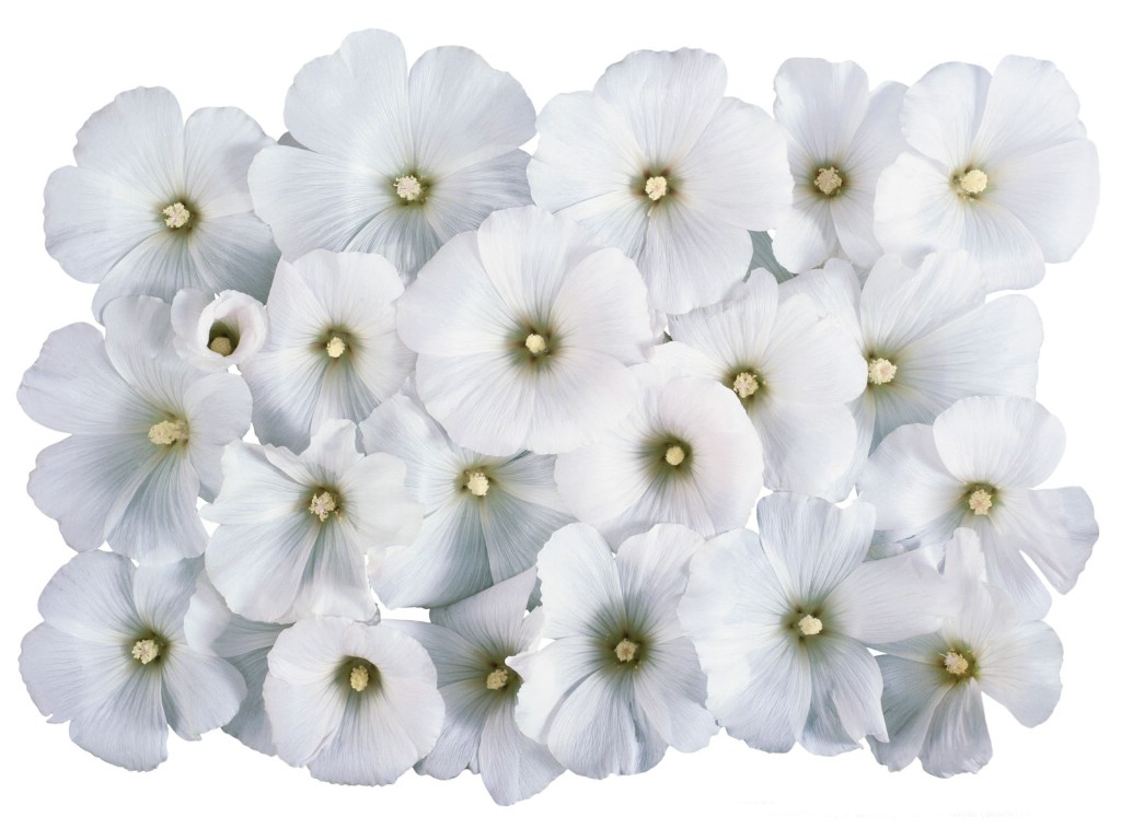 壁纸1024x768白色花朵 2 4壁纸 白色花朵壁纸 白色花朵图片 白色花朵素材 花卉壁纸 花卉图库 花卉图片素材桌面壁纸