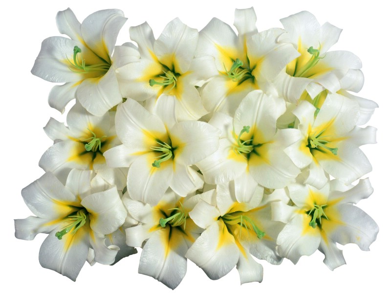 壁纸800x600白色花朵 2 3壁纸 白色花朵壁纸 白色花朵图片 白色花朵素材 花卉壁纸 花卉图库 花卉图片素材桌面壁纸