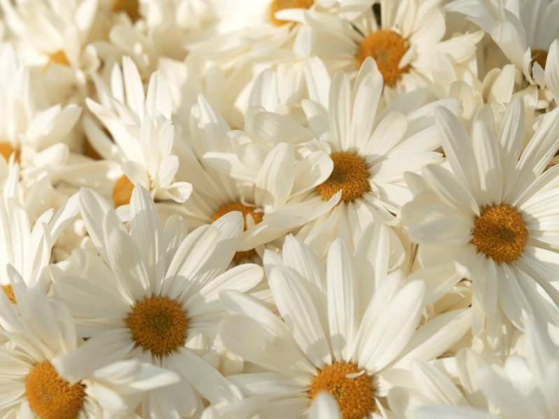 壁纸800x600白色花朵 3 9壁纸 白色花朵壁纸 白色花朵图片 白色花朵素材 花卉壁纸 花卉图库 花卉图片素材桌面壁纸