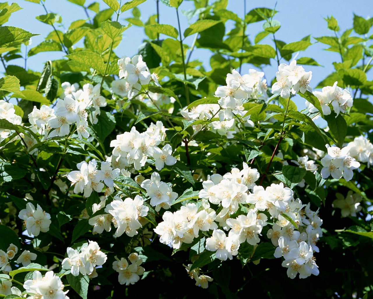壁纸1280x1024白色花朵 4 20壁纸 白色花朵壁纸 白色花朵图片 白色花朵素材 花卉壁纸 花卉图库 花卉图片素材桌面壁纸