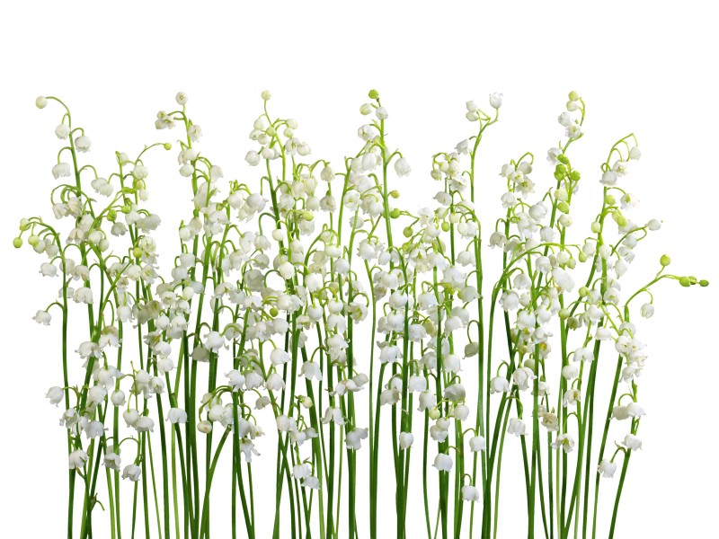 壁纸800x600白色花朵 4 13壁纸 白色花朵壁纸 白色花朵图片 白色花朵素材 花卉壁纸 花卉图库 花卉图片素材桌面壁纸
