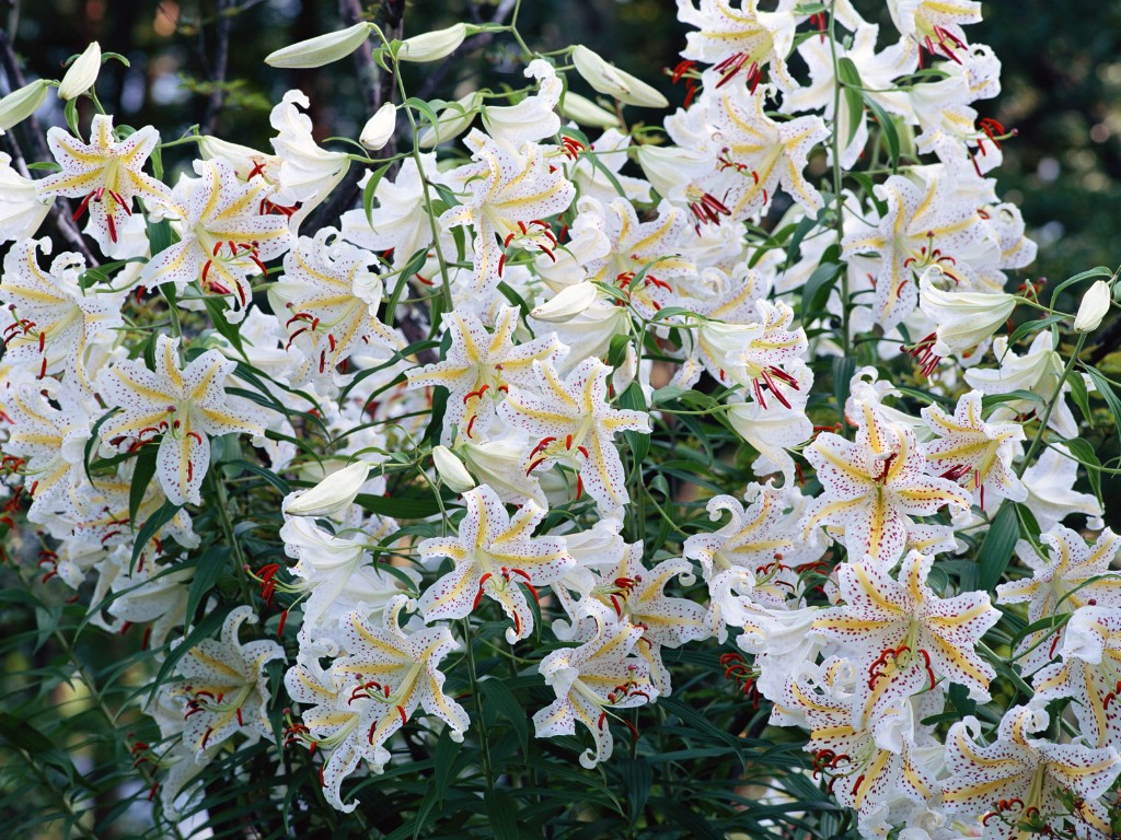 壁纸1024x768白色花朵 4 6壁纸 白色花朵壁纸 白色花朵图片 白色花朵素材 花卉壁纸 花卉图库 花卉图片素材桌面壁纸