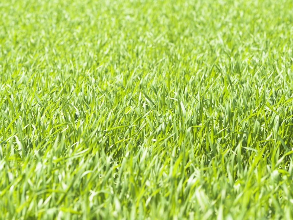 壁纸1024x768绿色草地 4 18壁纸 绿色草地壁纸 绿色草地图片 绿色草地素材 花卉壁纸 花卉图库 花卉图片素材桌面壁纸