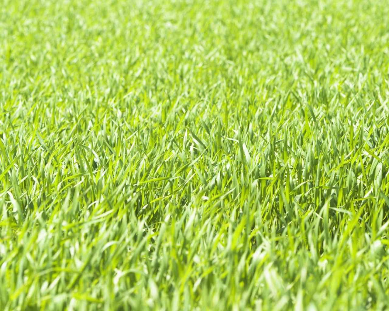 壁纸1280x1024绿色草地 4 18壁纸 绿色草地壁纸 绿色草地图片 绿色草地素材 花卉壁纸 花卉图库 花卉图片素材桌面壁纸