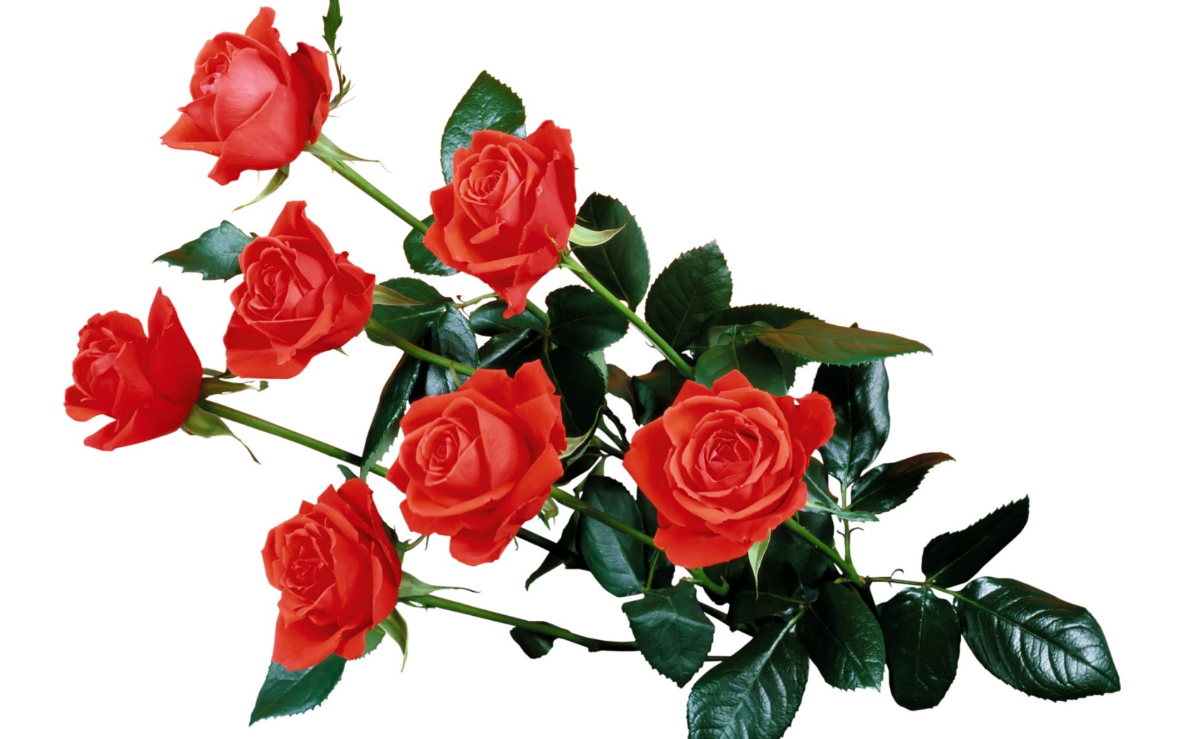壁纸1680x1050玫瑰写真 3 8壁纸 玫瑰写真壁纸 玫瑰写真图片 玫瑰写真素材 花卉壁纸 花卉图库 花卉图片素材桌面壁纸