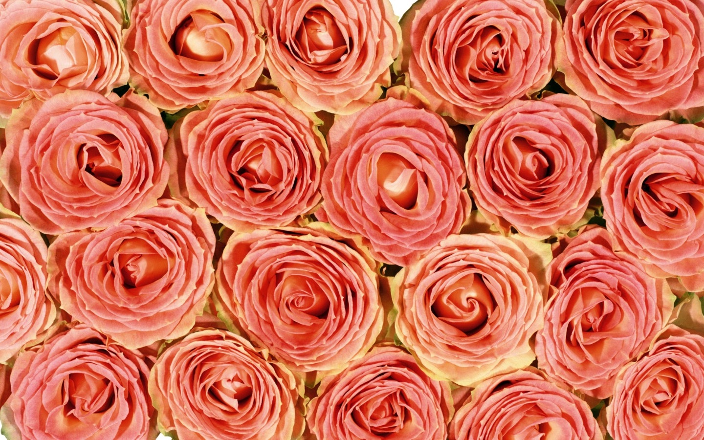 壁纸1440x900玫瑰写真 4 14壁纸 玫瑰写真壁纸 玫瑰写真图片 玫瑰写真素材 花卉壁纸 花卉图库 花卉图片素材桌面壁纸