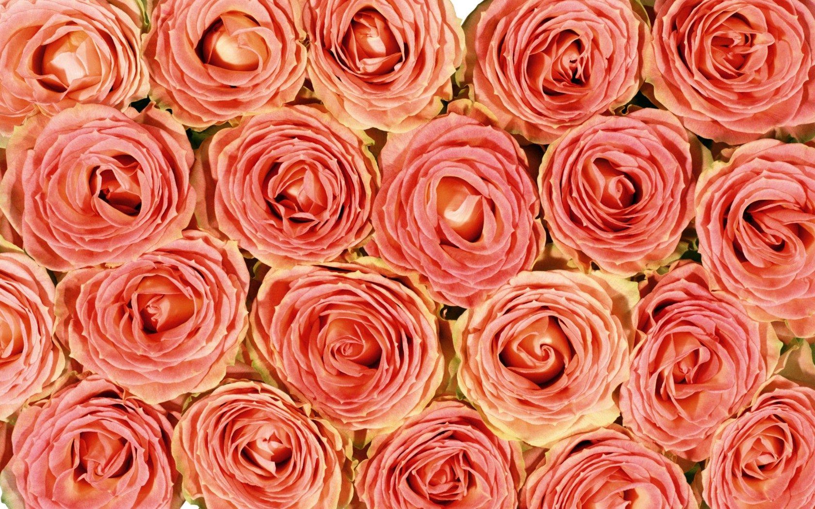 壁纸1680x1050玫瑰写真 4 14壁纸 玫瑰写真壁纸 玫瑰写真图片 玫瑰写真素材 花卉壁纸 花卉图库 花卉图片素材桌面壁纸