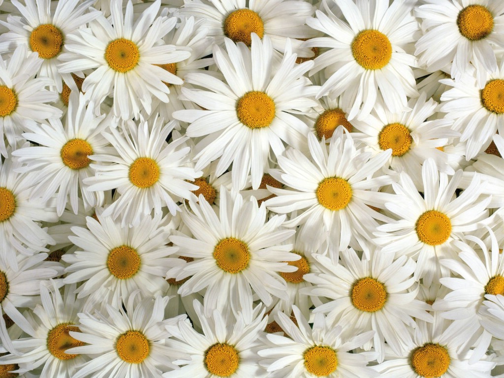壁纸1024x768白色花朵 1 4壁纸 鲜花特写 白色花朵 第一辑壁纸 鲜花特写 白色花朵 第一辑图片 鲜花特写 白色花朵 第一辑素材 花卉壁纸 花卉图库 花卉图片素材桌面壁纸