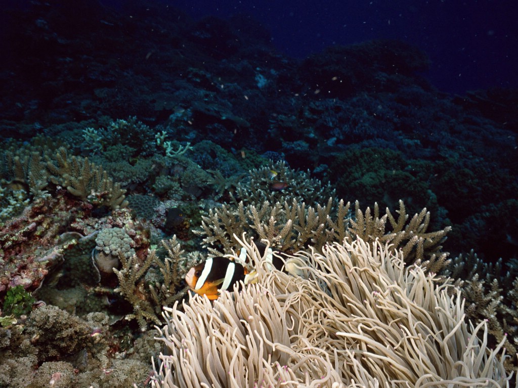 壁纸1024x768海地世界 1 17壁纸 海洋生物 海地世界 第一辑壁纸 海洋生物 海地世界 第一辑图片 海洋生物 海地世界 第一辑素材 动物壁纸 动物图库 动物图片素材桌面壁纸