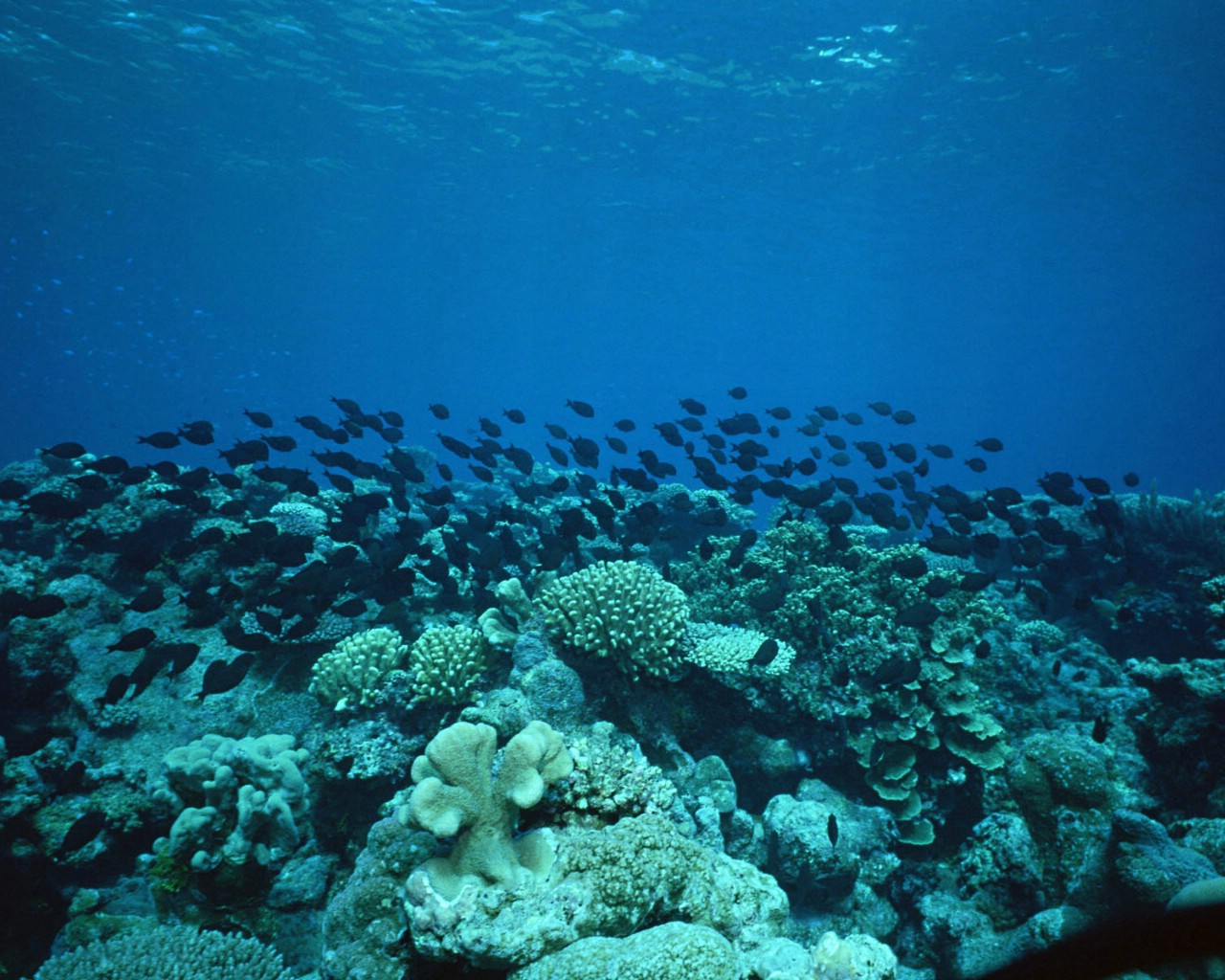 壁纸1280x1024海地世界 1 15壁纸 海洋生物 海地世界 第一辑壁纸 海洋生物 海地世界 第一辑图片 海洋生物 海地世界 第一辑素材 动物壁纸 动物图库 动物图片素材桌面壁纸