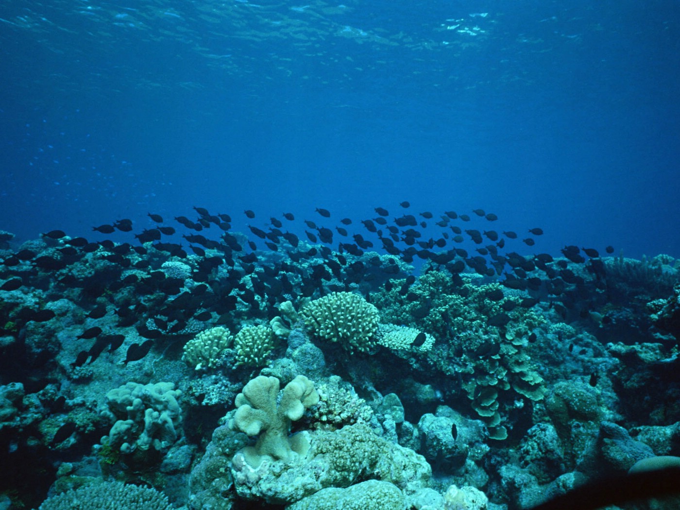 壁纸1400x1050海地世界 1 15壁纸 海洋生物 海地世界 第一辑壁纸 海洋生物 海地世界 第一辑图片 海洋生物 海地世界 第一辑素材 动物壁纸 动物图库 动物图片素材桌面壁纸