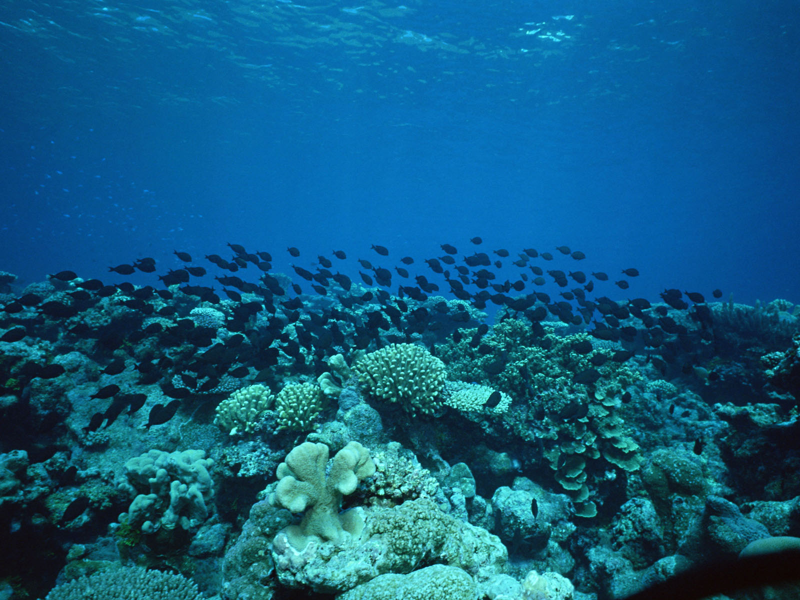 壁纸1600x1200海地世界 1 15壁纸 海洋生物 海地世界 第一辑壁纸 海洋生物 海地世界 第一辑图片 海洋生物 海地世界 第一辑素材 动物壁纸 动物图库 动物图片素材桌面壁纸