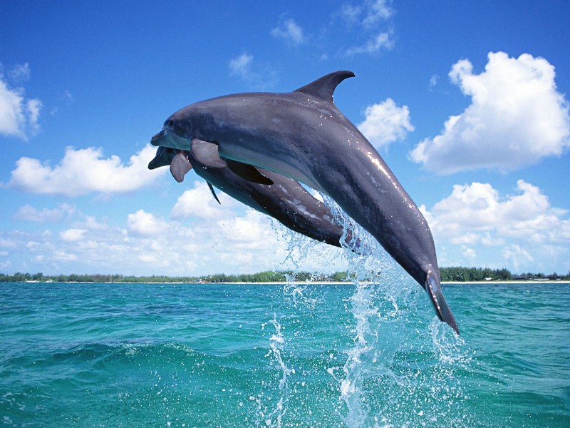 壁纸800x600海豚特写 1 1壁纸 海洋生物 海豚特写 第一辑壁纸 海洋生物 海豚特写 第一辑图片 海洋生物 海豚特写 第一辑素材 动物壁纸 动物图库 动物图片素材桌面壁纸