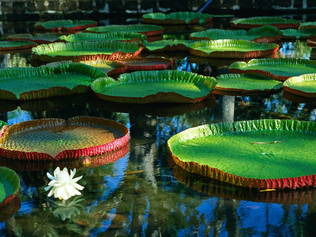 壁纸1024x768鲜花合集 1 19壁纸 百花盛开 鲜花合集 第一辑壁纸 百花盛开 鲜花合集 第一辑图片 百花盛开 鲜花合集 第一辑素材 花卉壁纸 花卉图库 花卉图片素材桌面壁纸