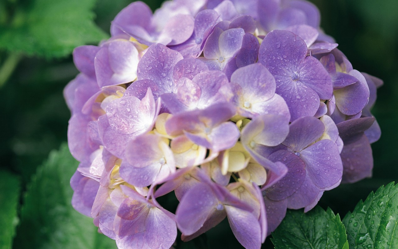 壁纸1280x800宽屏鲜花特写 12 4壁纸 宽屏鲜花特写壁纸 宽屏鲜花特写图片 宽屏鲜花特写素材 花卉壁纸 花卉图库 花卉图片素材桌面壁纸