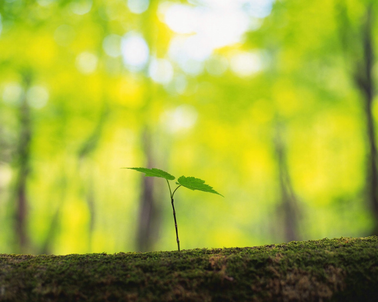 壁纸1280x1024绿叶写真 4 13壁纸 绿叶写真壁纸 绿叶写真图片 绿叶写真素材 花卉壁纸 花卉图库 花卉图片素材桌面壁纸