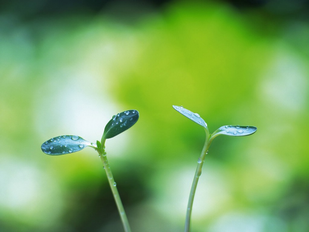 壁纸1024x768绿叶写真 4 12壁纸 绿叶写真壁纸 绿叶写真图片 绿叶写真素材 花卉壁纸 花卉图库 花卉图片素材桌面壁纸