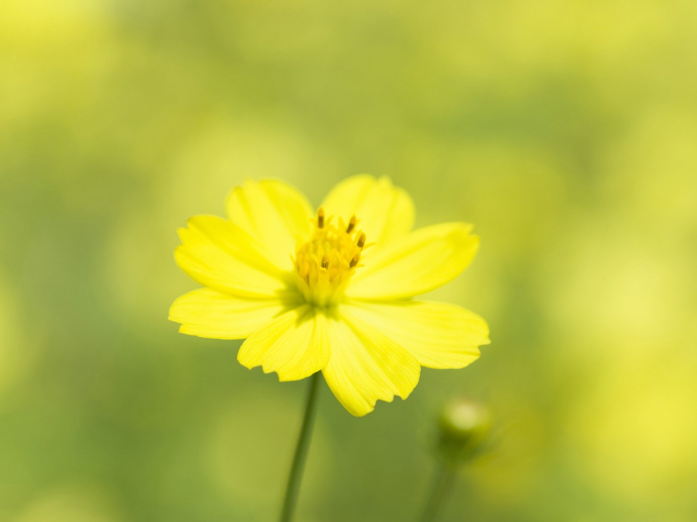 壁纸1400x1050山花烂漫 2 3壁纸 山花烂漫壁纸 山花烂漫图片 山花烂漫素材 花卉壁纸 花卉图库 花卉图片素材桌面壁纸