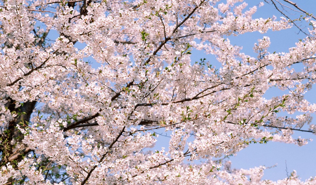 壁纸1024x600鲜花合集 11 18壁纸 鲜花合集壁纸 鲜花合集图片 鲜花合集素材 花卉壁纸 花卉图库 花卉图片素材桌面壁纸