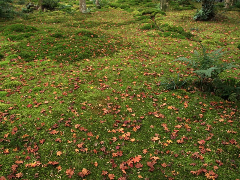 壁纸800x600枫叶满地 1 7壁纸 植物绿叶 枫叶满地 第一辑壁纸 植物绿叶 枫叶满地 第一辑图片 植物绿叶 枫叶满地 第一辑素材 花卉壁纸 花卉图库 花卉图片素材桌面壁纸