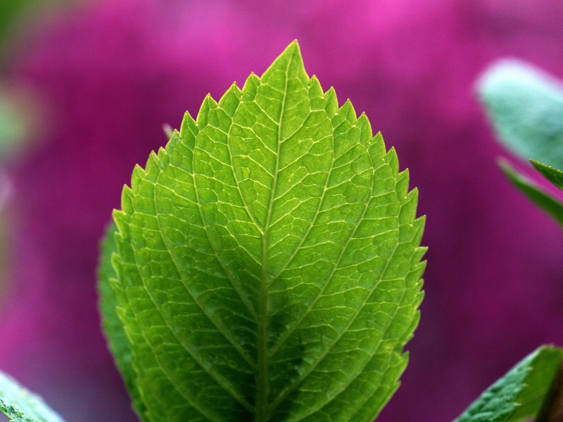 壁纸800x600绿叶写真 1 14壁纸 植物绿叶 绿叶写真 第一辑壁纸 植物绿叶 绿叶写真 第一辑图片 植物绿叶 绿叶写真 第一辑素材 花卉壁纸 花卉图库 花卉图片素材桌面壁纸